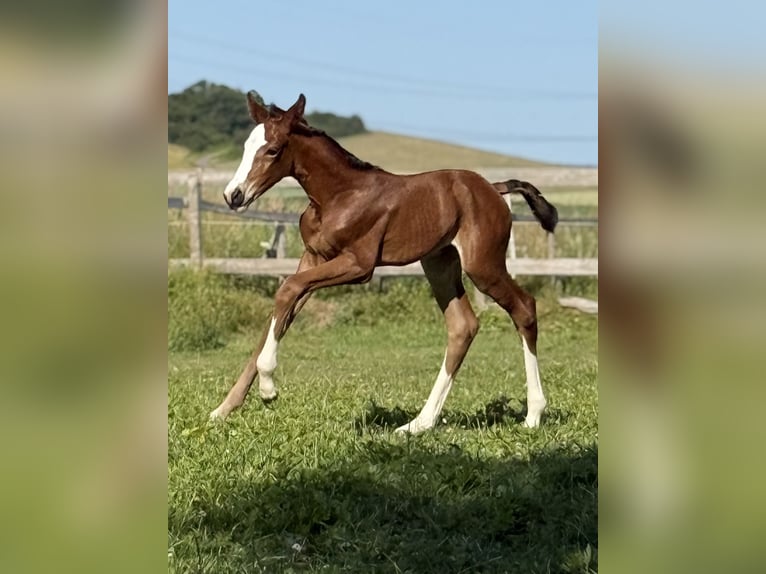 Westfaal Merrie 1 Jaar 170 cm Bruin in Emmerthal