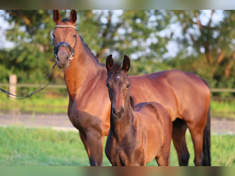 Westfaal Merrie 1 Jaar 170 cm Donkerbruin in Lippstadt