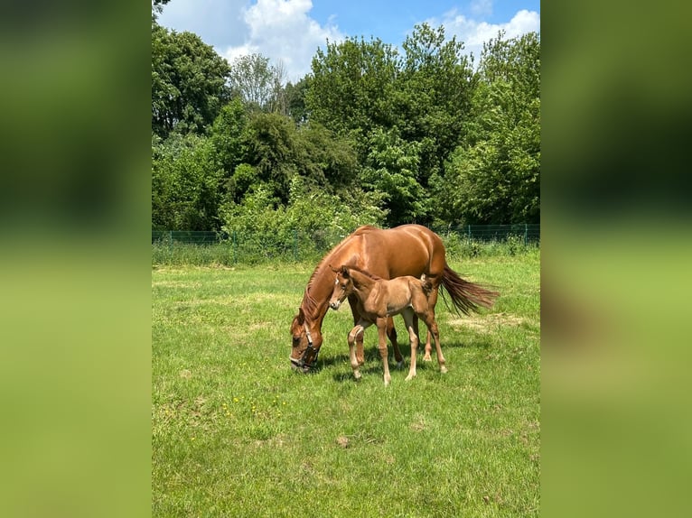 Westfaal Merrie 1 Jaar 170 cm Vos in Unna