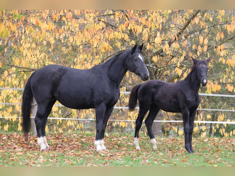 Westfaal Merrie 1 Jaar 170 cm Zwart in Vöhl