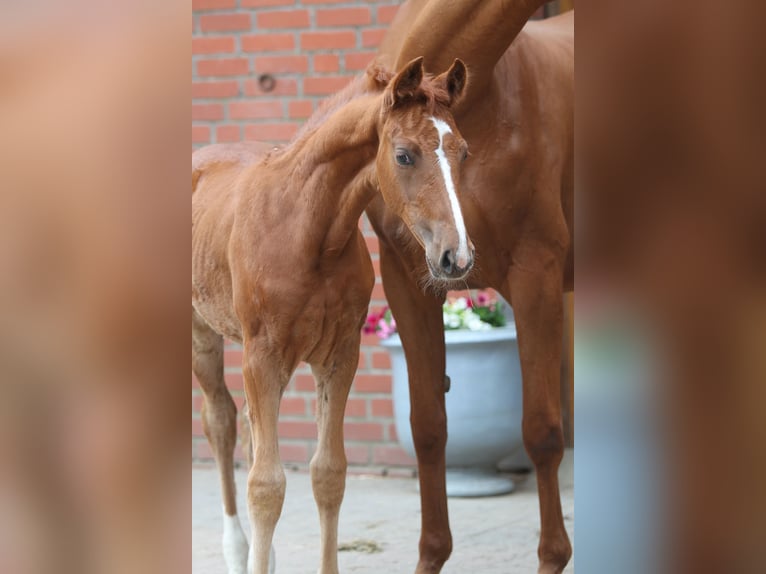 Westfaal Merrie 1 Jaar 172 cm Donkere-vos in WinsenNützen