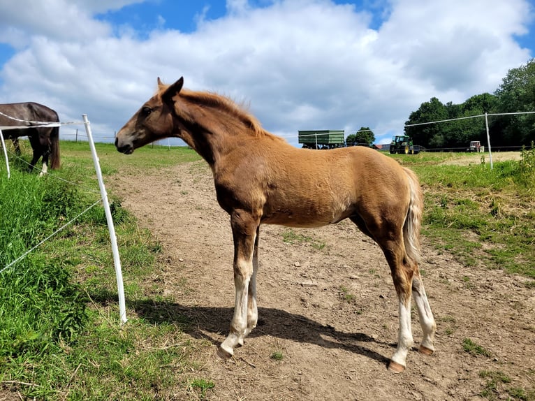 Westfaal Merrie 1 Jaar 172 cm Donkere-vos in Vlotho