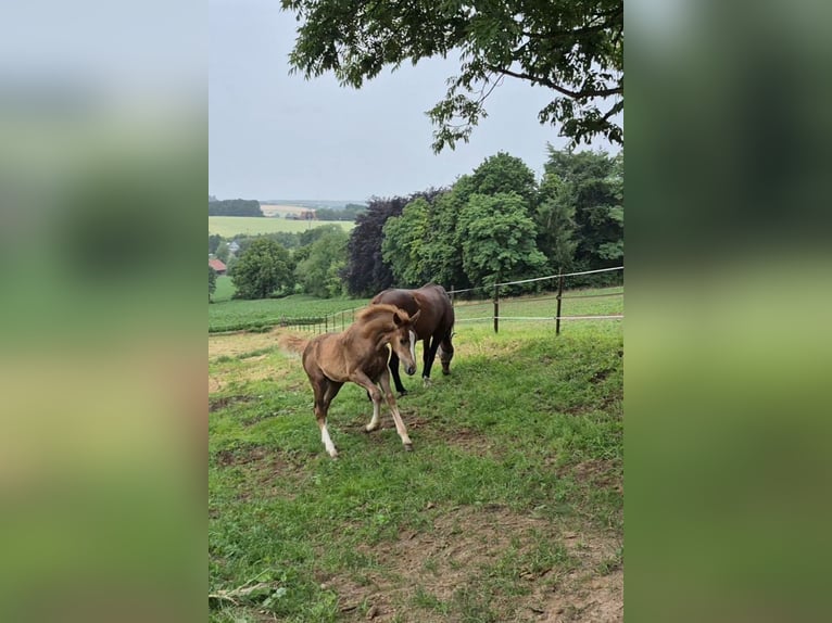 Westfaal Merrie 1 Jaar 172 cm Donkere-vos in Vlotho