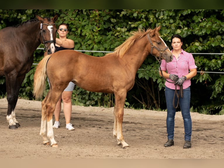 Westfaal Merrie 1 Jaar 172 cm Donkere-vos in Vlotho