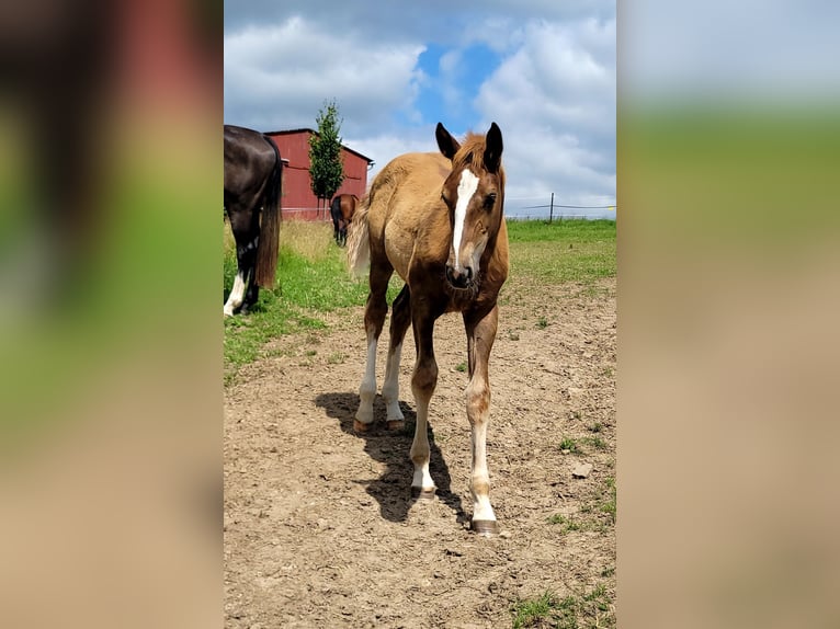 Westfaal Merrie 1 Jaar 172 cm Donkere-vos in Vlotho
