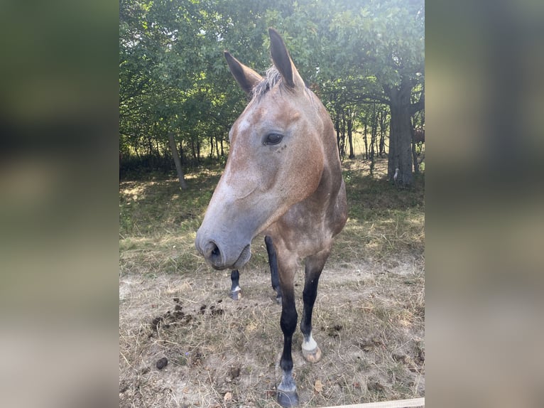 Westfaal Merrie 1 Jaar 172 cm Gevlekt-paard in Prague