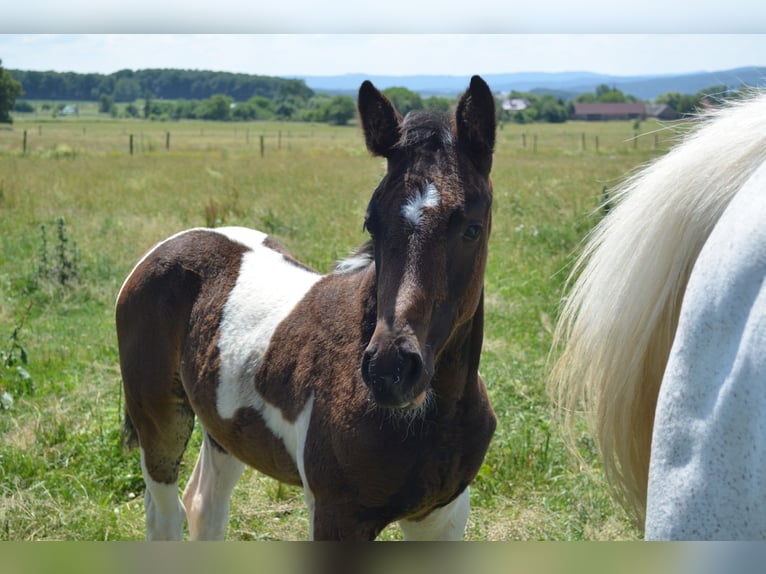 Westfaal Merrie 1 Jaar 172 cm Gevlekt-paard in Prague