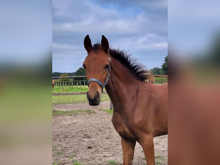 Westfaal Merrie 1 Jaar 173 cm Bruin in Wülperode