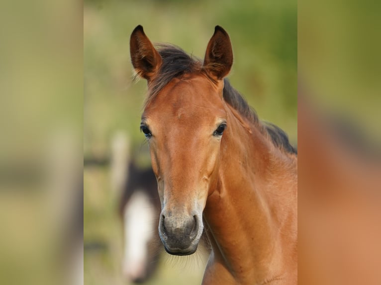 Westfaal Merrie 1 Jaar Bruin in Hamm