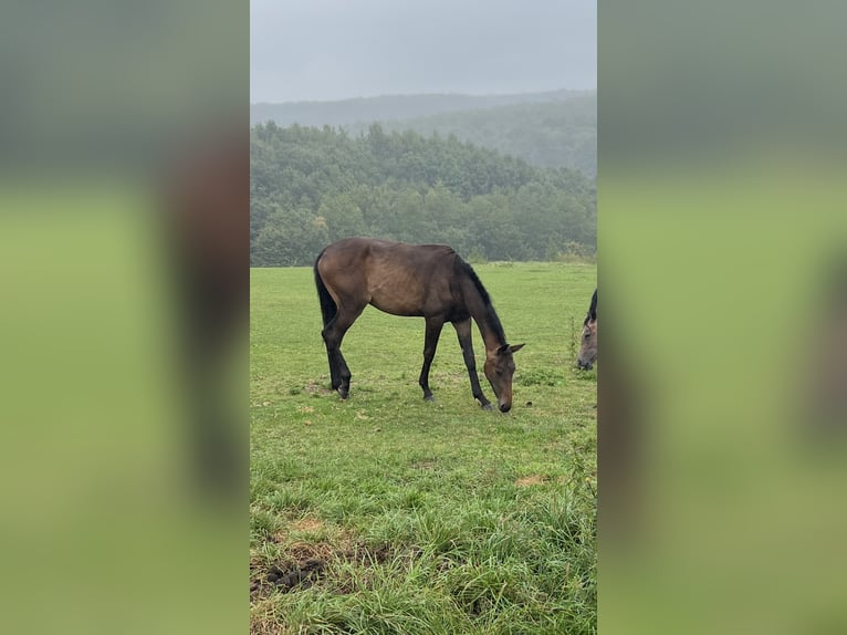 Westfaal Merrie 1 Jaar Bruin in Paderborn