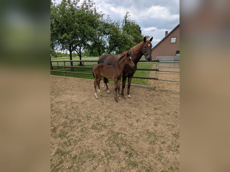 Westfaal Merrie 1 Jaar Bruin in Vreden