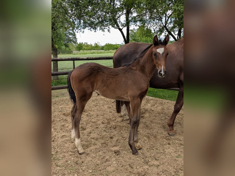 Westfaal Merrie 1 Jaar Bruin in Vreden
