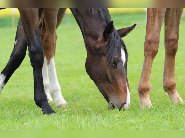Westfaal Merrie 1 Jaar Bruin in Ennigerloh