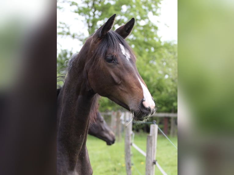 Westfaal Merrie 1 Jaar Bruin in Ennigerloh