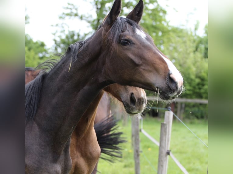 Westfaal Merrie 1 Jaar Bruin in Ennigerloh