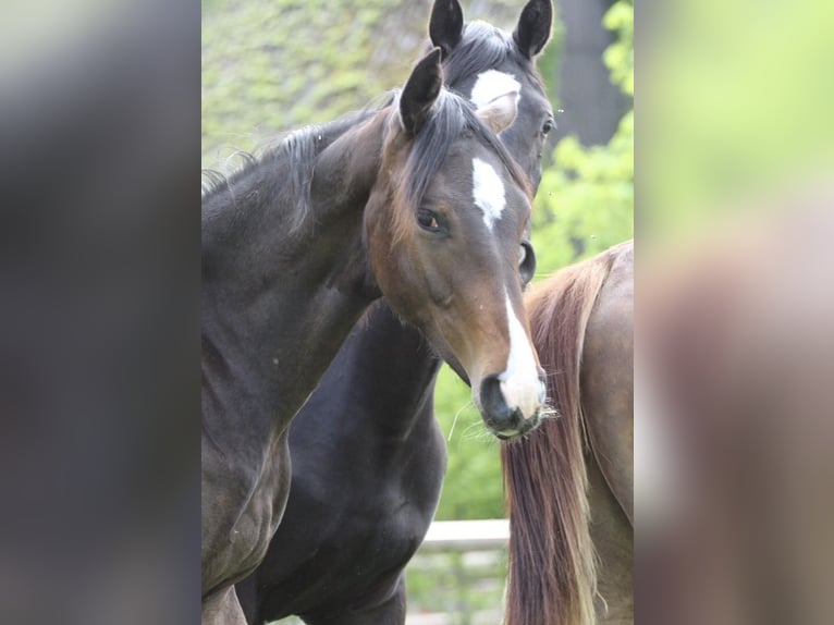Westfaal Merrie 1 Jaar Bruin in Ennigerloh