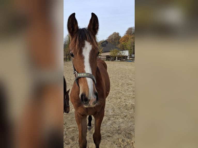 Westfaal Merrie 1 Jaar Bruin in Dornburg