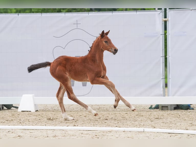 Westfaal Merrie 1 Jaar Bruin in Selm