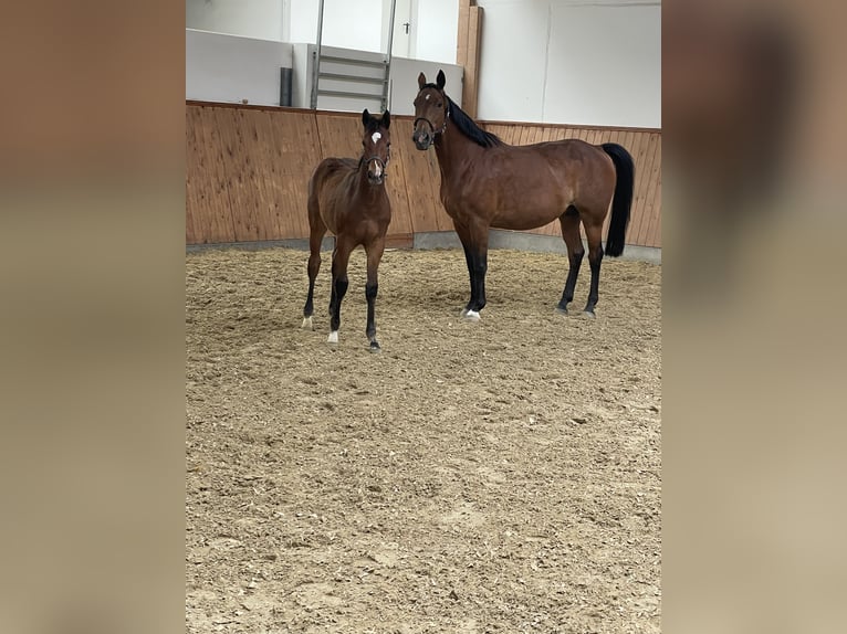 Westfaal Merrie 1 Jaar Bruin in Hamm