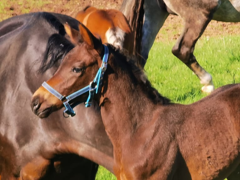 Westfaal Merrie 1 Jaar Donkerbruin in Frankenberg (Eder)