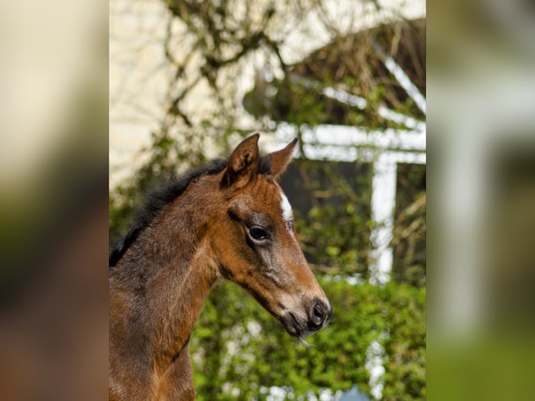 Westfaal Merrie 1 Jaar Donkerbruin in Horstmar