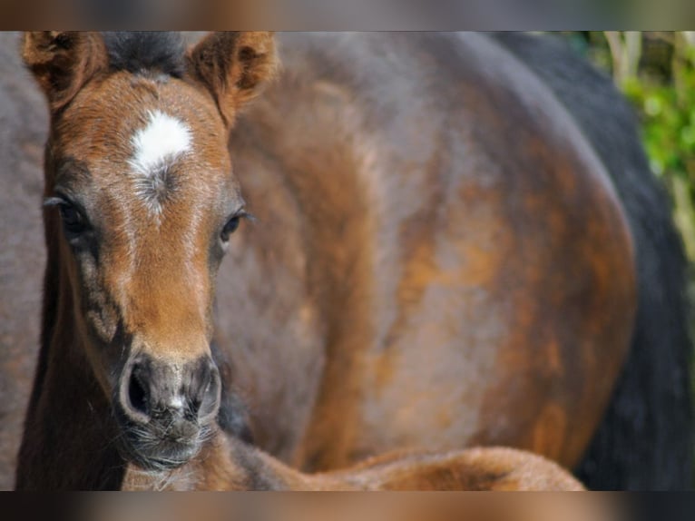 Westfaal Merrie 1 Jaar Donkerbruin in Horstmar