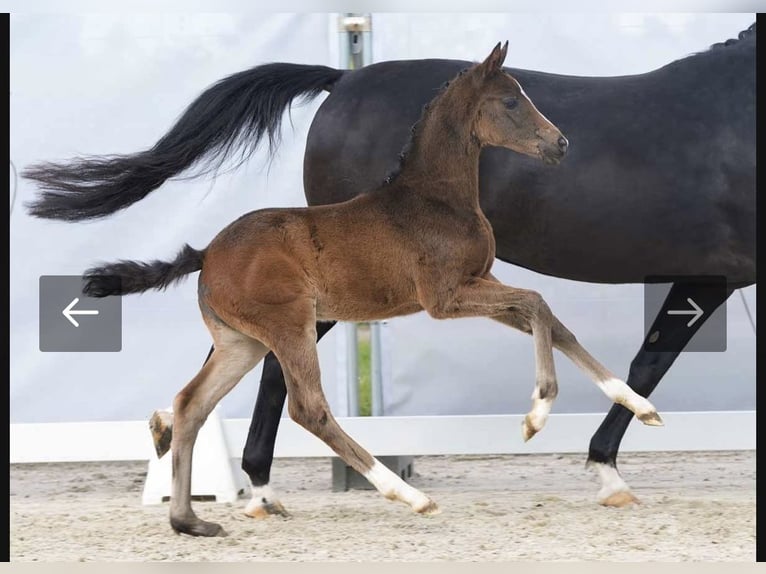 Westfaal Merrie 1 Jaar Donkerbruin in Soest