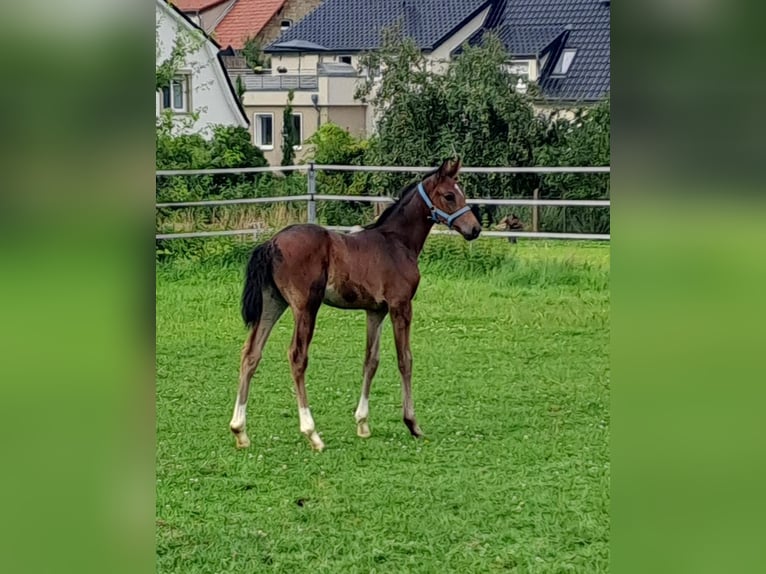 Westfaal Merrie 1 Jaar Donkerbruin in Borchen