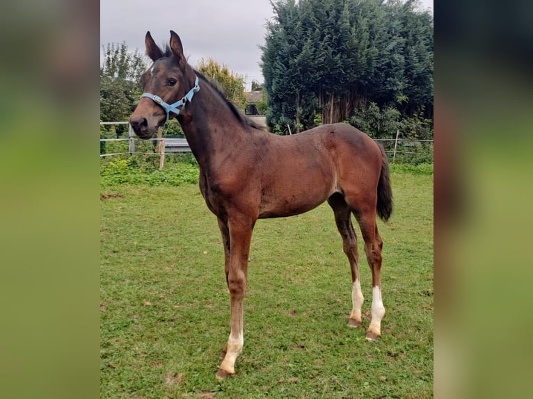 Westfaal Merrie 1 Jaar Donkerbruin in Borchen