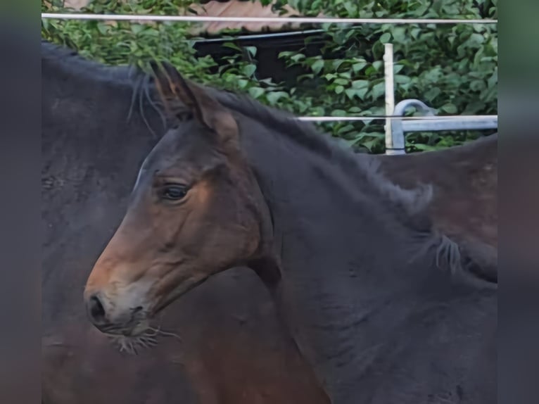 Westfaal Merrie 1 Jaar Donkerbruin in Borchen