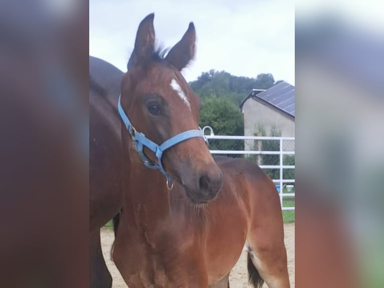 Westfaal Merrie 1 Jaar Donkerbruin in Borchen