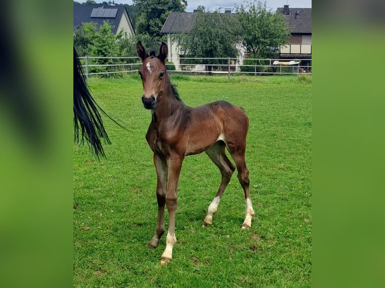 Westfaal Merrie 1 Jaar Donkerbruin in Borchen