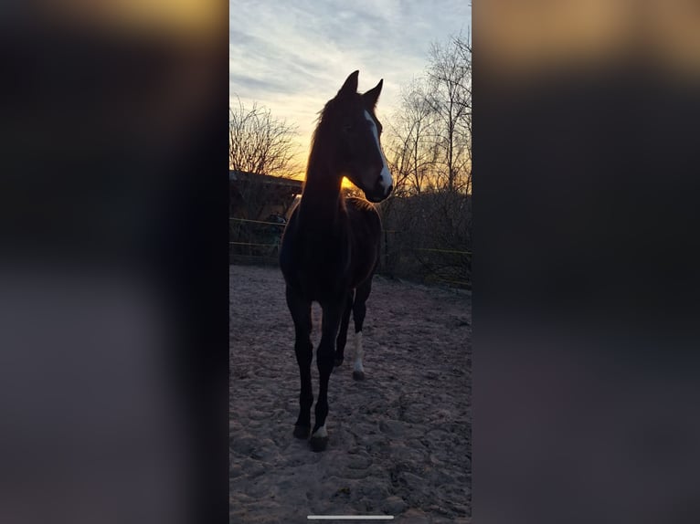 Westfaal Merrie 1 Jaar Donkerbruin in Netphen