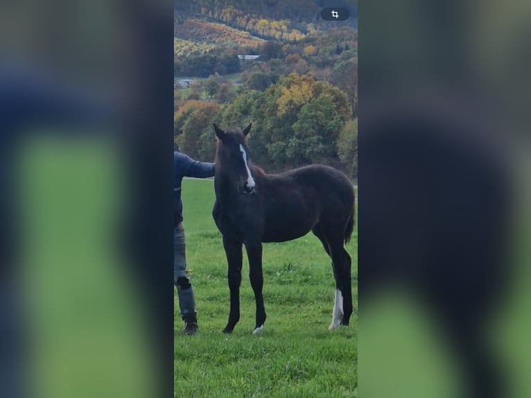 Westfaal Merrie 1 Jaar Donkerbruin in Netphen