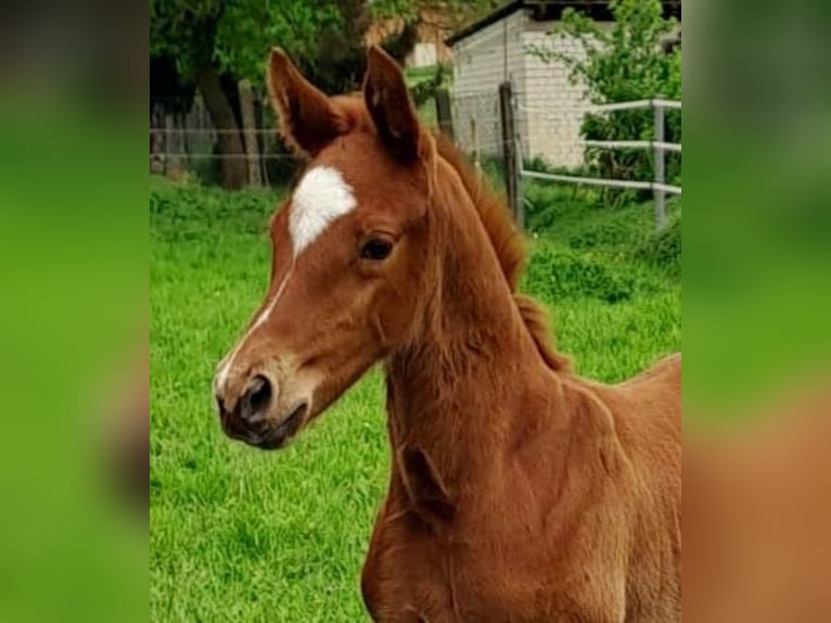 Westfaal Merrie 1 Jaar Donkere-vos in Borchen