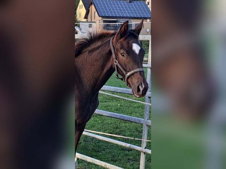 Westfaal Merrie 1 Jaar Donkere-vos in Borchen