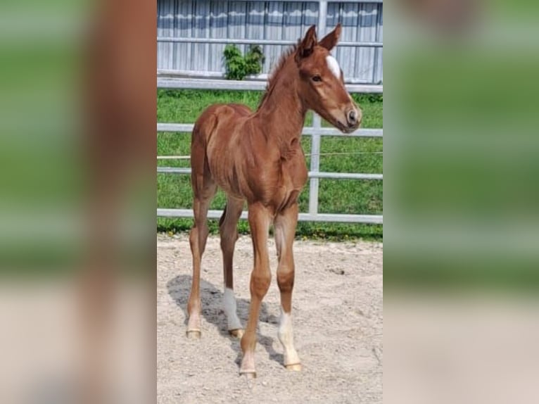 Westfaal Merrie 1 Jaar Donkere-vos in Borchen