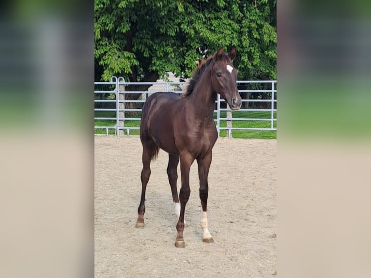 Westfaal Merrie 1 Jaar Donkere-vos in Borchen