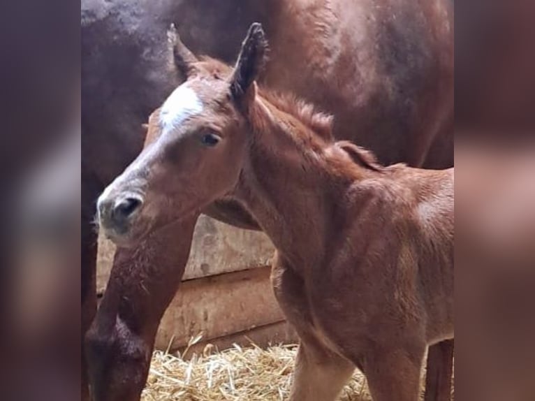 Westfaal Merrie 1 Jaar Donkere-vos in Borchen