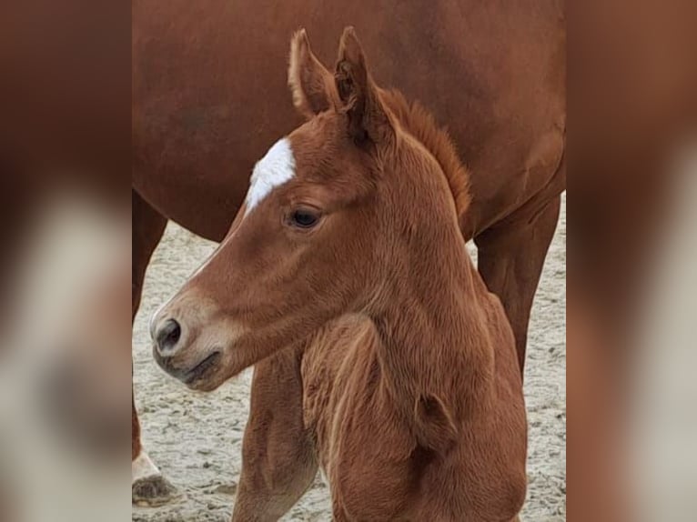 Westfaal Merrie 1 Jaar Donkere-vos in Borchen