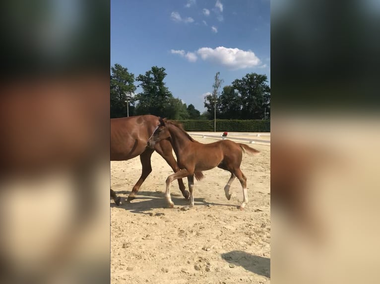 Westfaal Merrie 1 Jaar Donkere-vos in Witten