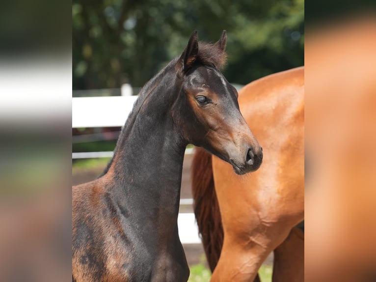 Westfaal Merrie 1 Jaar in Recke