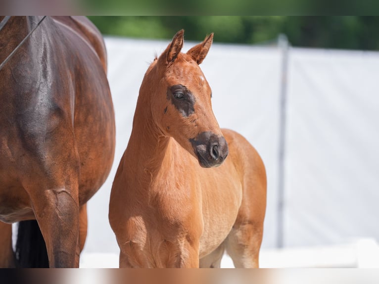 Westfaal Merrie 1 Jaar in Selm