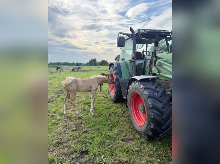 Westfaal Merrie 1 Jaar Palomino in Ihlow