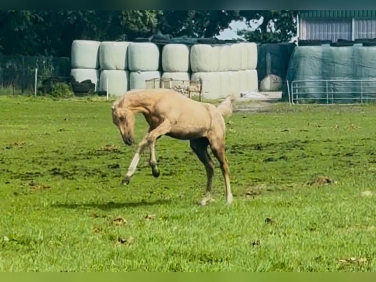 Westfaal Merrie 1 Jaar Palomino in Ihlow