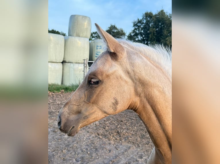 Westfaal Merrie 1 Jaar Palomino in Ihlow