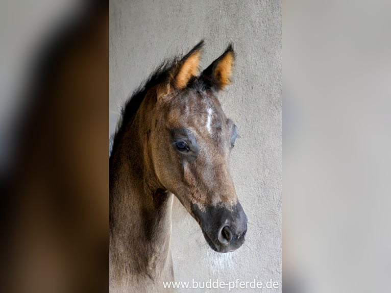 Westfaal Merrie 1 Jaar Zwart in Horstmar