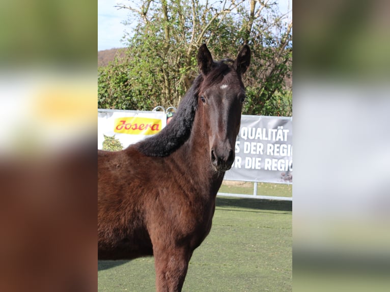 Westfaal Merrie 1 Jaar Zwart in Bad Oeynhausen