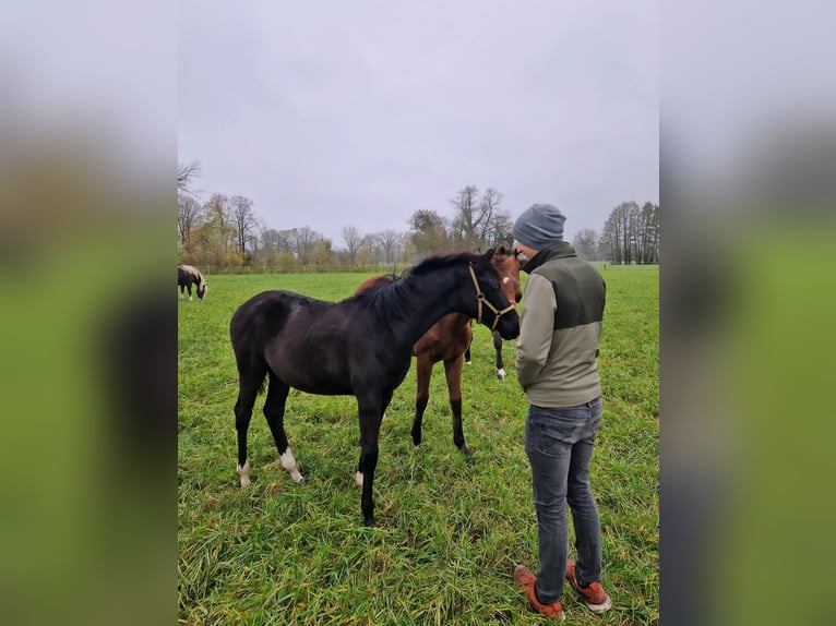 Westfaal Merrie 1 Jaar Zwart in Tecklenburg