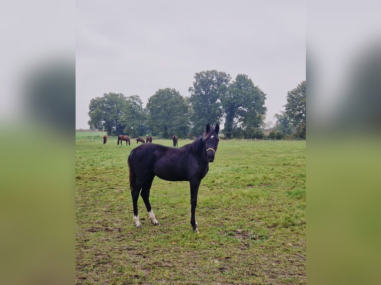 Westfaal Merrie 1 Jaar Zwart in Tecklenburg